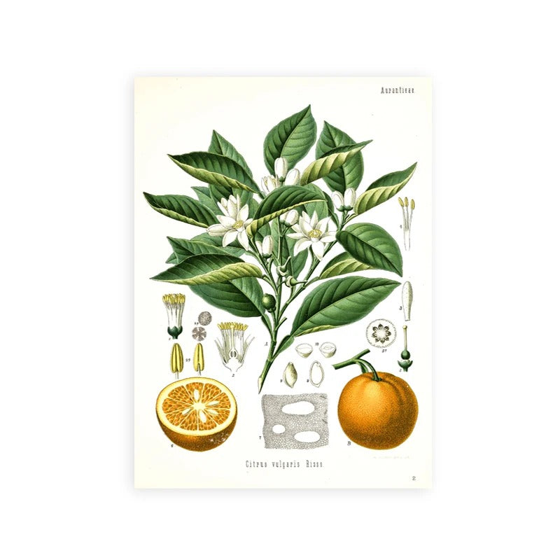 סט 4 פוסטר דיגיטלי להדפסה באיכות גבוהה ציור צמחי מרפא