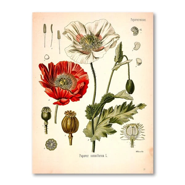 סט 4 פוסטר דיגיטלי להדפסה באיכות גבוהה ציור צמחי מרפא