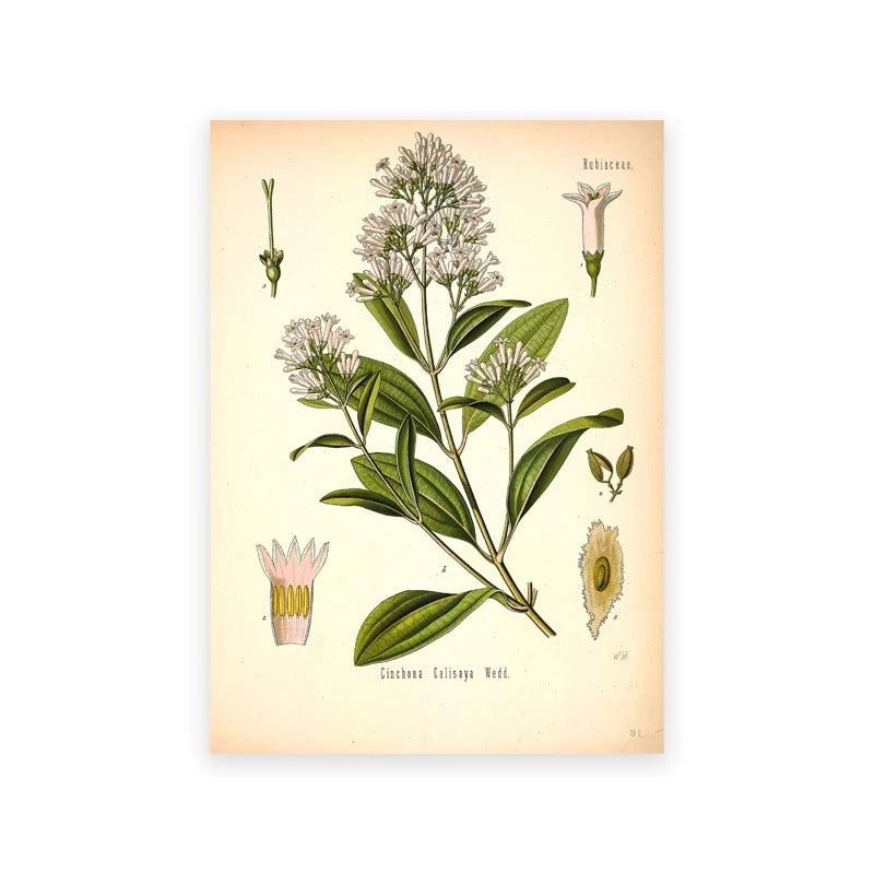 סט 4 פוסטר דיגיטלי להדפסה באיכות גבוהה ציור צמחי מרפא