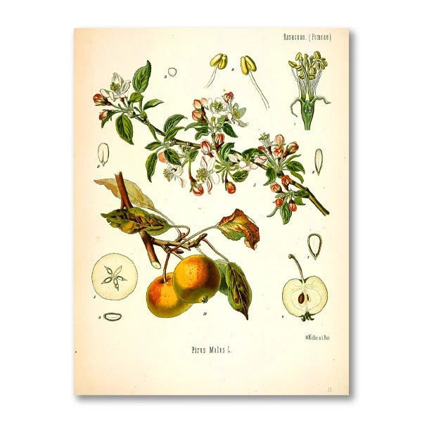 סט 4 פוסטר דיגיטלי להדפסה באיכות גבוהה ציור צמחי מרפא