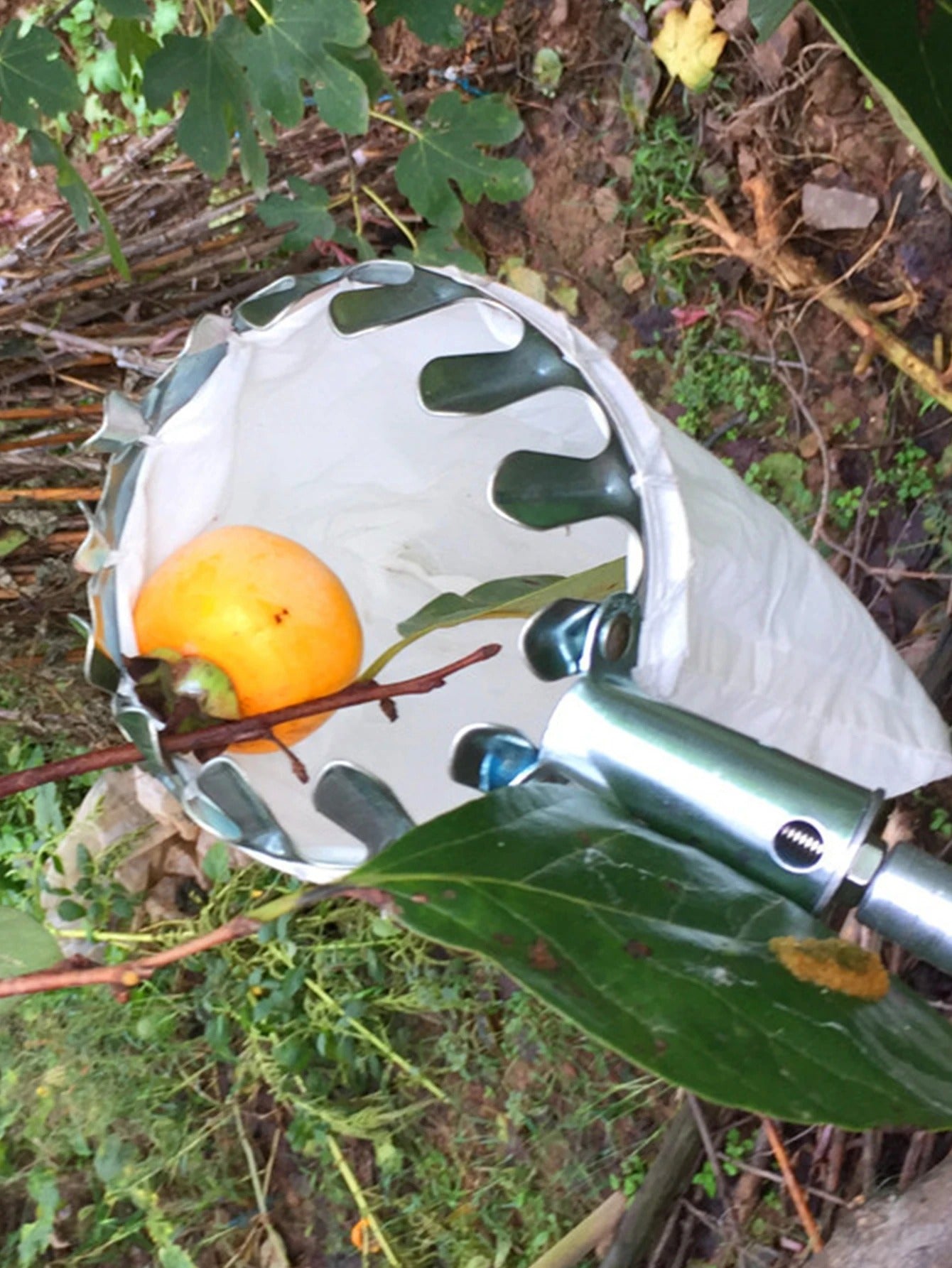 קוטף פירות 🍎 חכם קטיף קל, נקי ובטוח 🍐🌳עצי פרי + בונוס