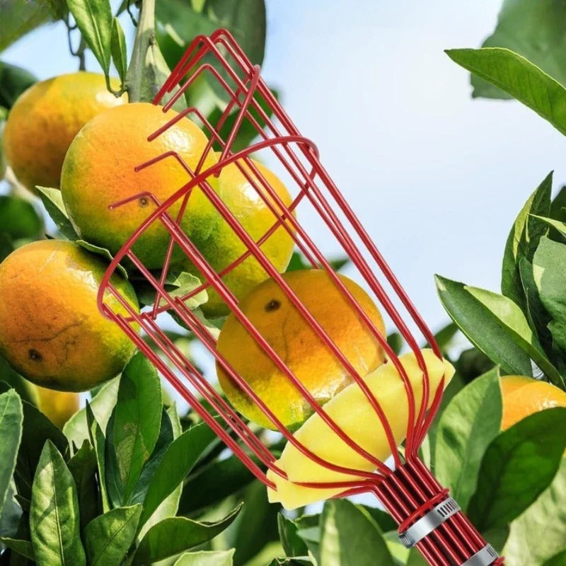 קוטף פירות 🍎 מקל טלסקופי מנירוסטהלגינה ולחקלאות קטיף פירות מגובה בלי מאמץ 🌳