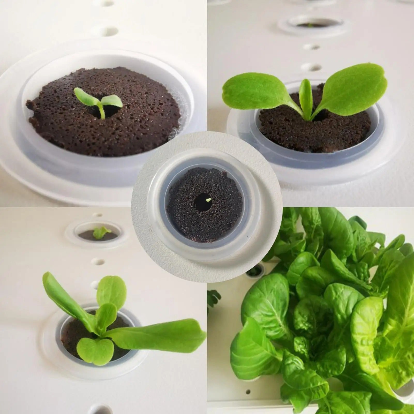 מארז 50 ספוגי השרשה מקצועים והנבטה הידרופוניים מצע גידול איכותי לשתילים, תבלינים ומערכות הידרופוניות