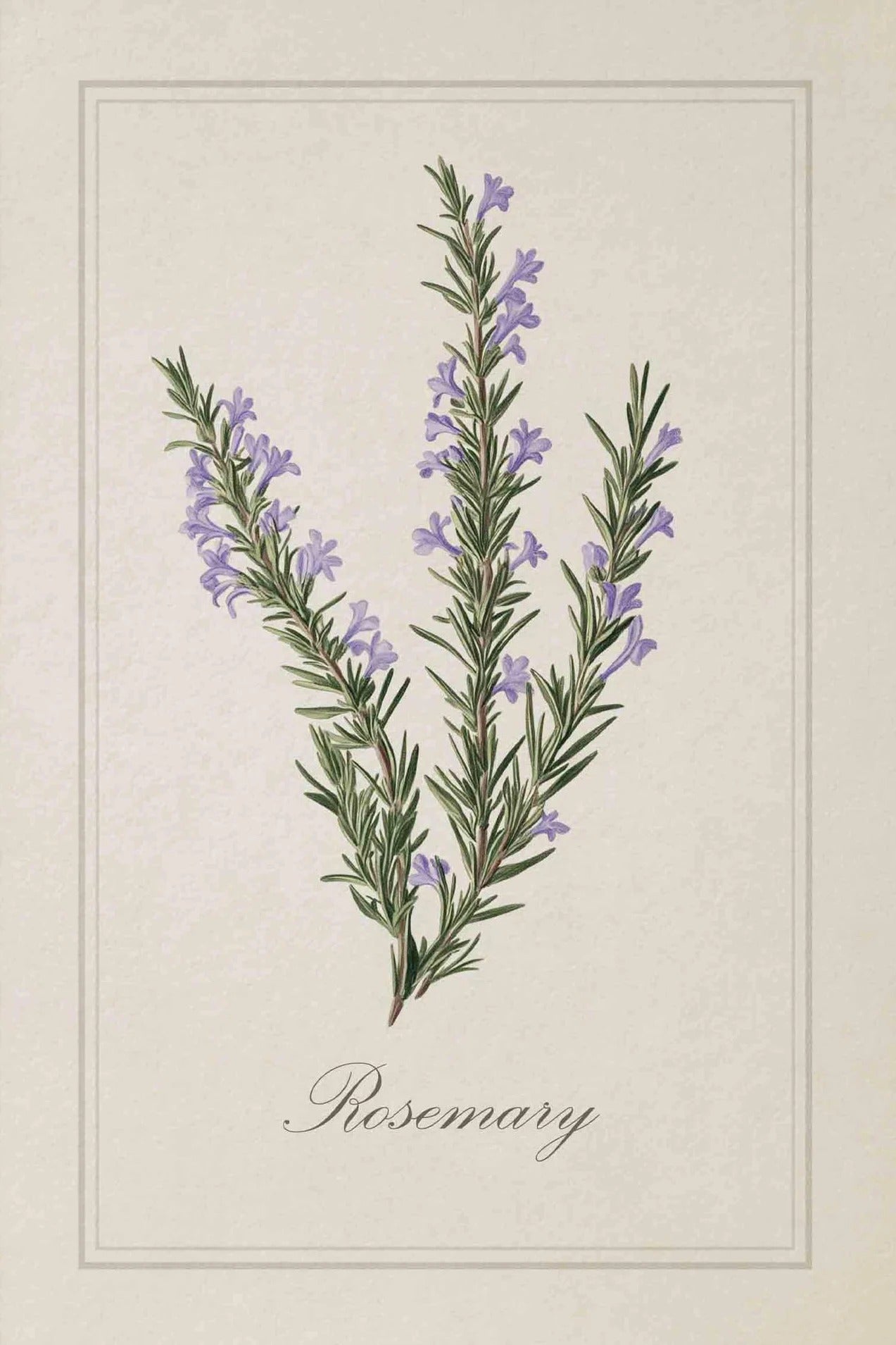 סט 6 פוסטר דיגיטלי להדפסה באיכות גבוהה פוסטר עשבי תיבול וינטג'