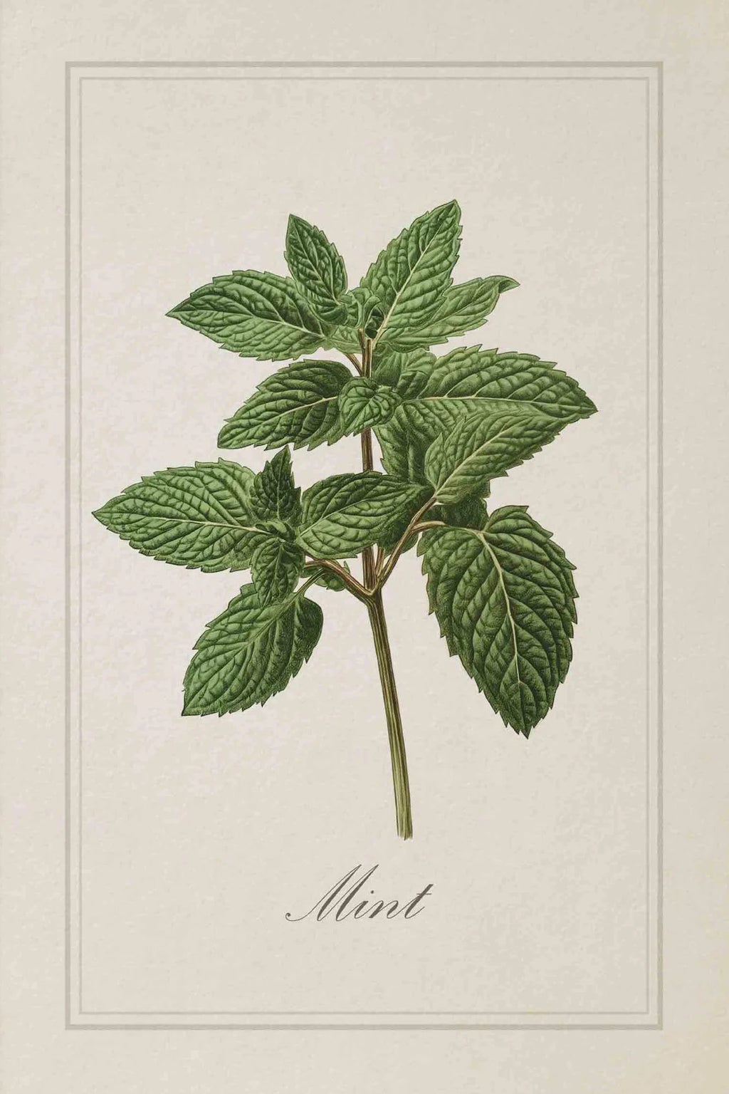 סט 6 פוסטר דיגיטלי להדפסה באיכות גבוהה פוסטר עשבי תיבול וינטג'